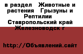  в раздел : Животные и растения » Грызуны и Рептилии . Ставропольский край,Железноводск г.